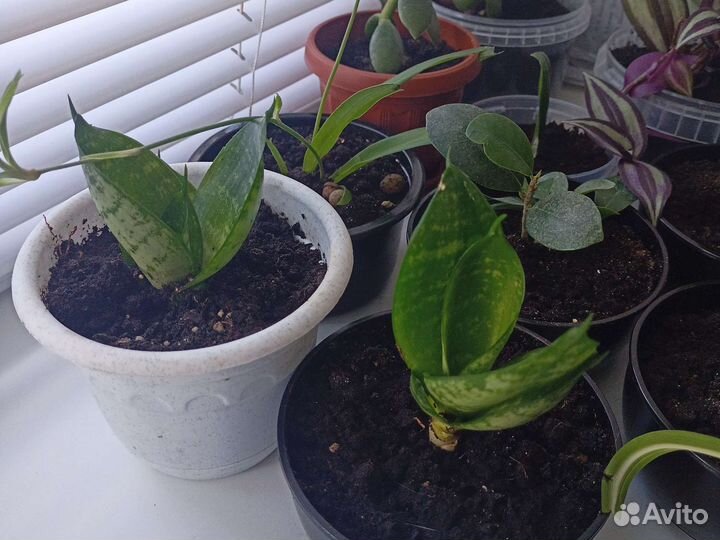 Комнатные растения цветы