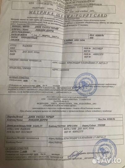 Джек Рассел терьер,вязка