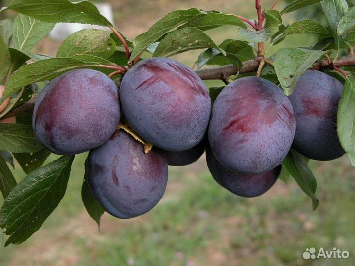 Саженцы сливы