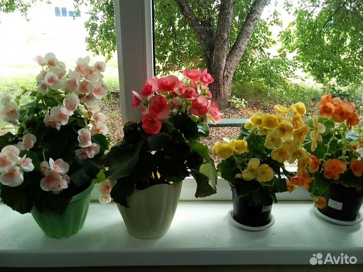 Элатиор (бегония)