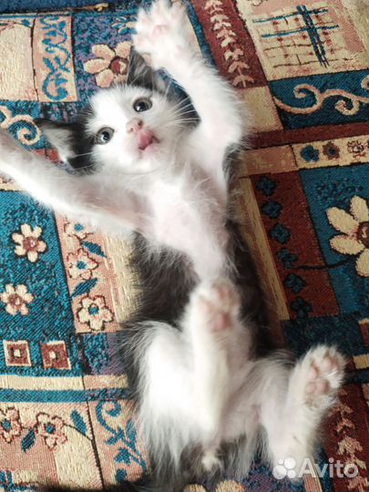 Котенок мальчик 1 месяц