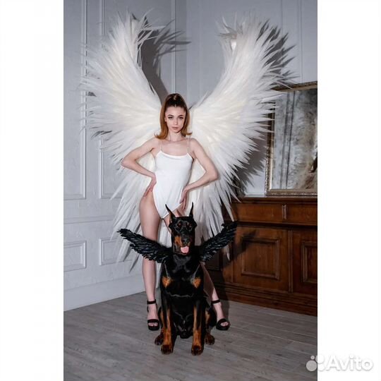 Доберман для фотосессий