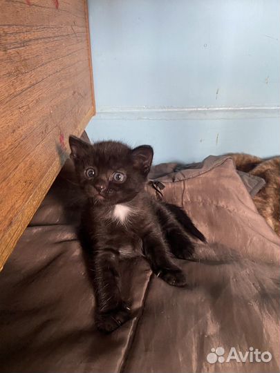 Котята в добрые руки мальчик