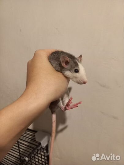 Крыса дамбо