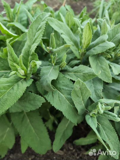 Саженцы Шалфей сиреневый