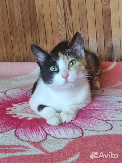 Кошка в добрые руки