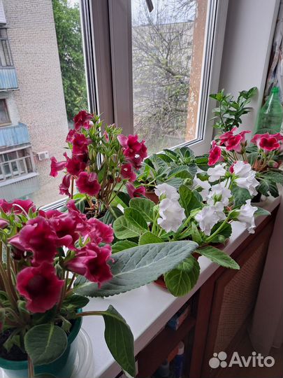 Глоксиния тидея