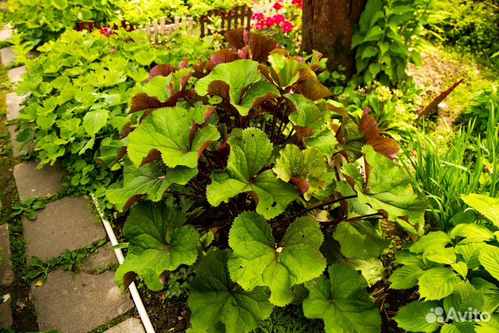 Бузульники