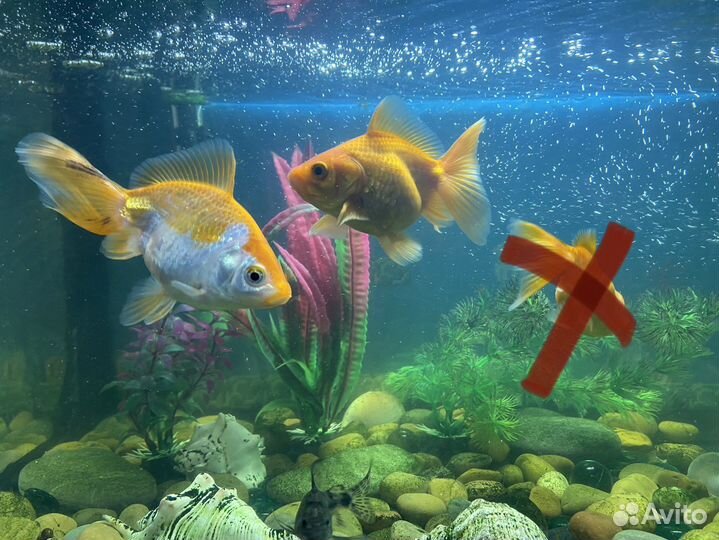 Золотая рыбка