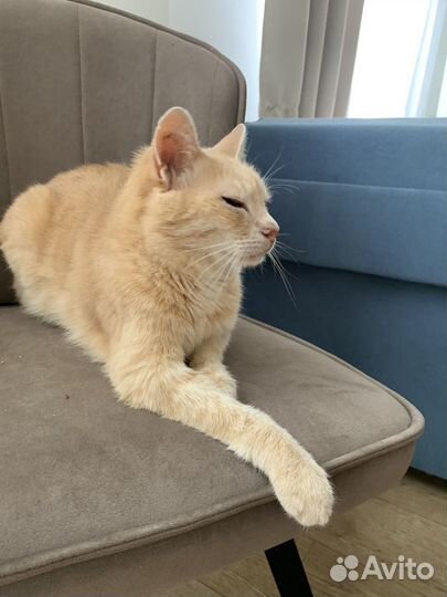 Кот в добрые руки