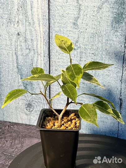 Фикус Benjamina (бенджамина вариегатный)