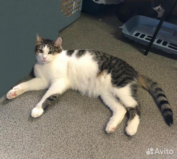 Ласкучий кот Янек в поиске дома и семьи