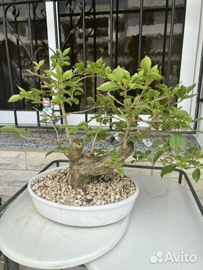 Бонсай бугенвиллия с кубы