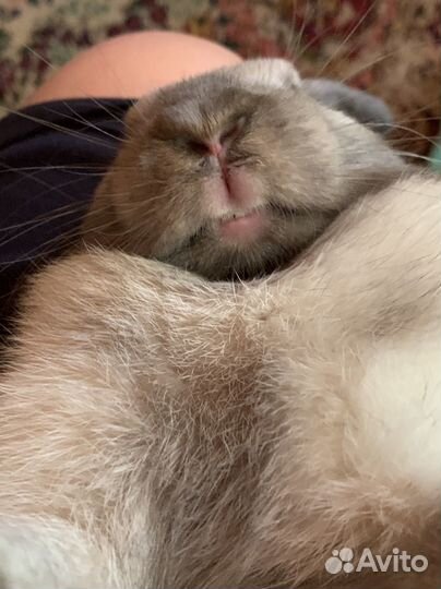 Карликовый кролик с дорогой клеткой