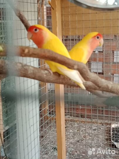 Пара неразлучников