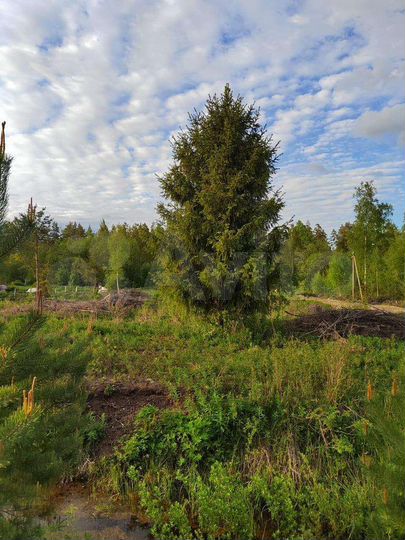 Участок 6 сот. (СНТ, ДНП)