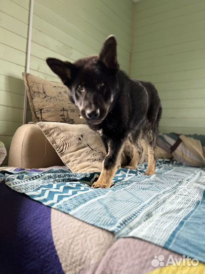 Собака мальчик