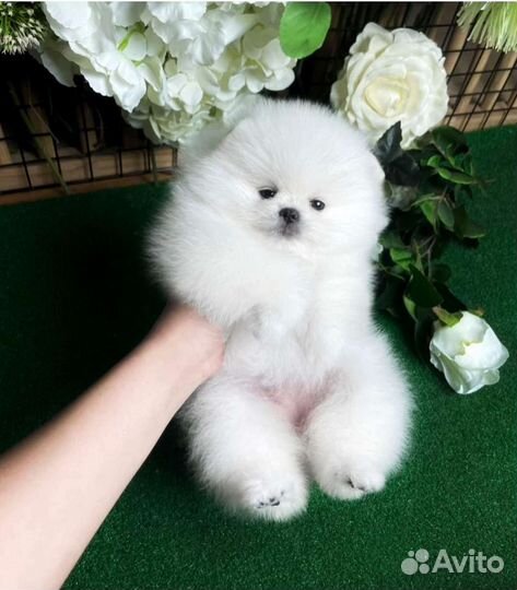 Белые шпицы. Иркутск