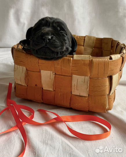 Щенки лабрадора