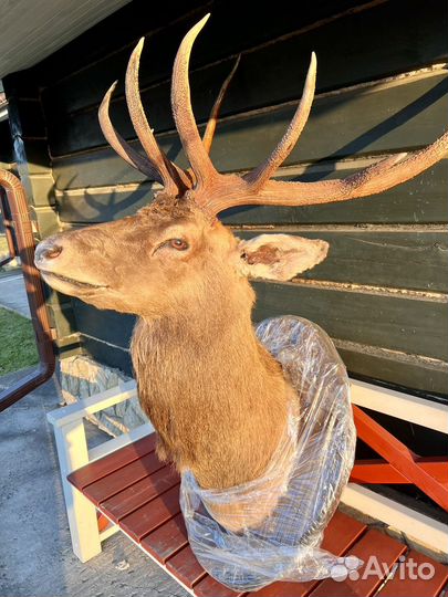 Чучело оленя. Голова марала