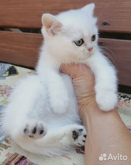 Серебристые шиншиллята