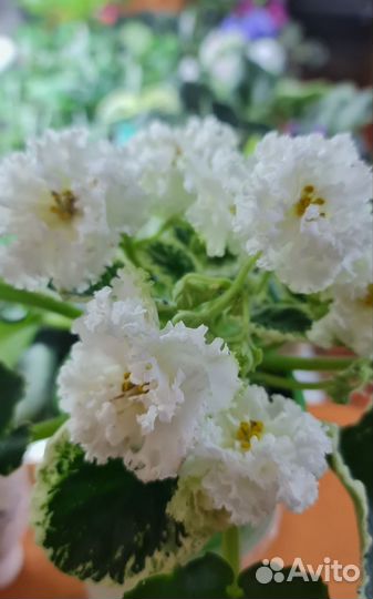 Фиалка белая