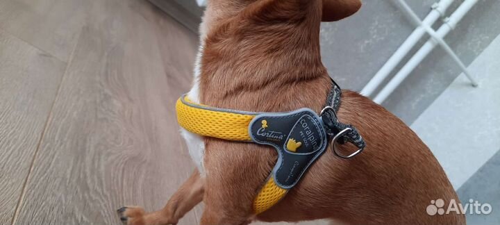 Шлейка, комбез, сапоги, лотки для малой собачки