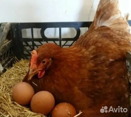 Куры несушки