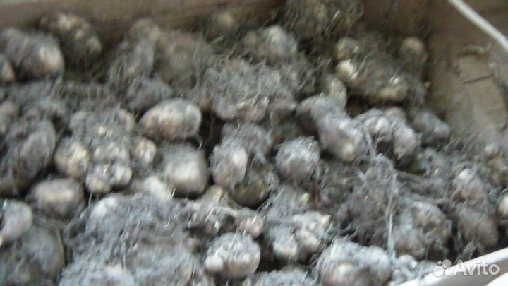 Клубни калл, рябчик императорский, ирис болотный