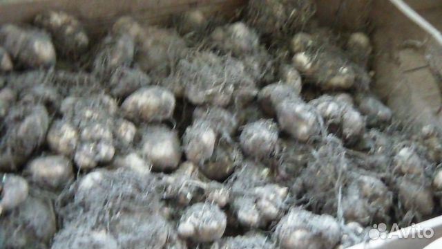 Клубни калл, рябчик императорский, ирис болотный