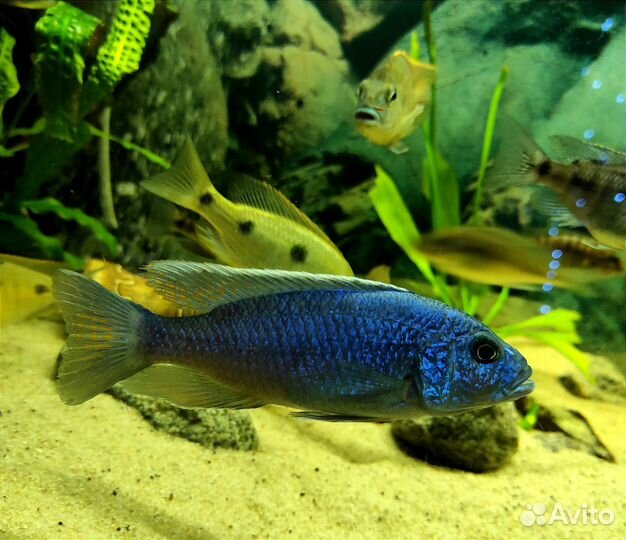 Аквариумные рыбки Тверь-Торжок-Кувшиново-Осташков