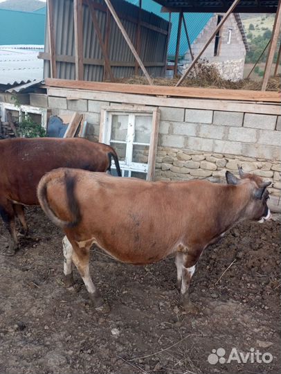 Продаються бычки -3 шт и тёлки -3 шт от 1,5-2 г