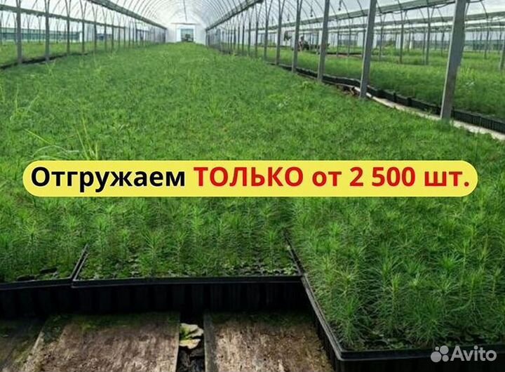Саженцы сосны обыкновенной зкс оптом