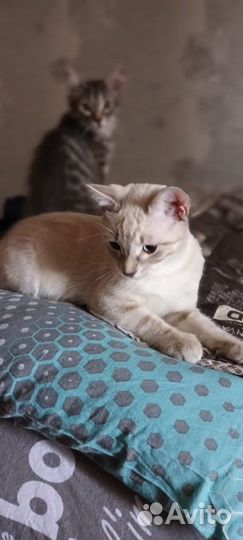 Котеночек мальчик