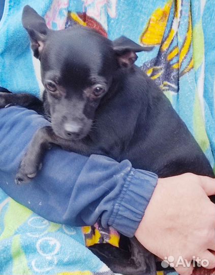 Ксолоитцкуинтли мини, девочка, в шерсти