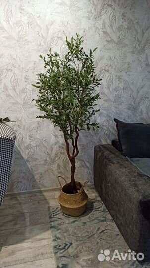 Искусственные растения, фикус- оливка