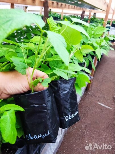 Перегной крс 2г,чернозем наилучший,доставлю,зил 5т