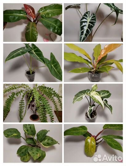 Филодендроны