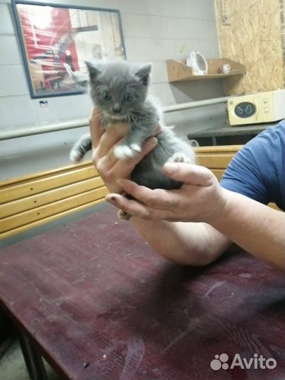 Котята отдам бесплатно