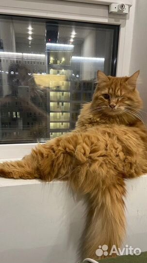 Рыжий кот в добрые руки