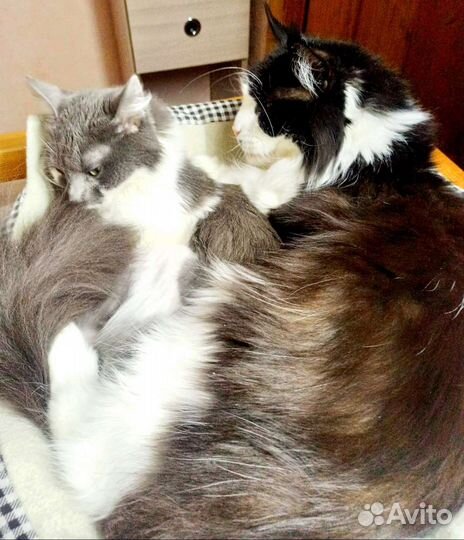 Будет пушистая Флаффи ручная кошечка из коммуналки