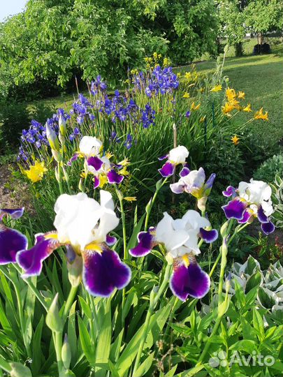 Ирисы бородатые