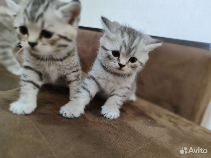 Кошки шотландцы