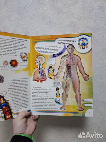 Детская книга тело человека