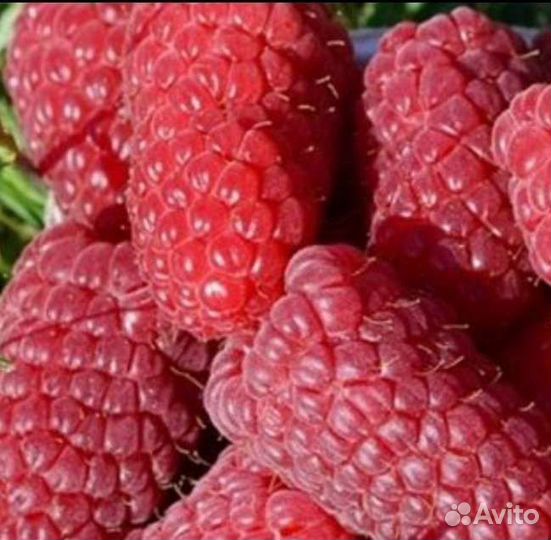 Саженцы ремонтантной и летней малины