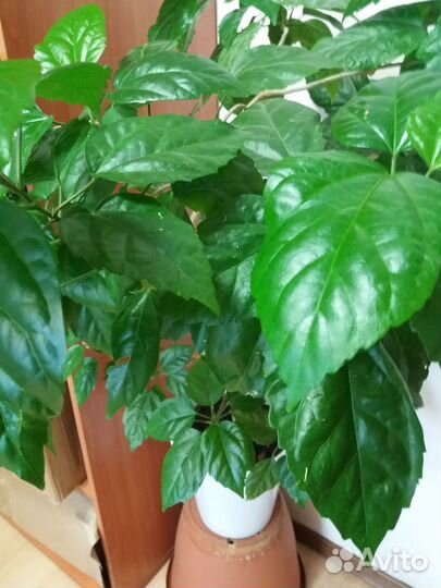 Гибискус китайская роза