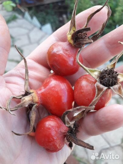 Лимонник, Шиповник, Хмель