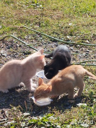 Котята