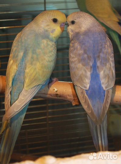 Волнистые радужные попугаи - пара молодая