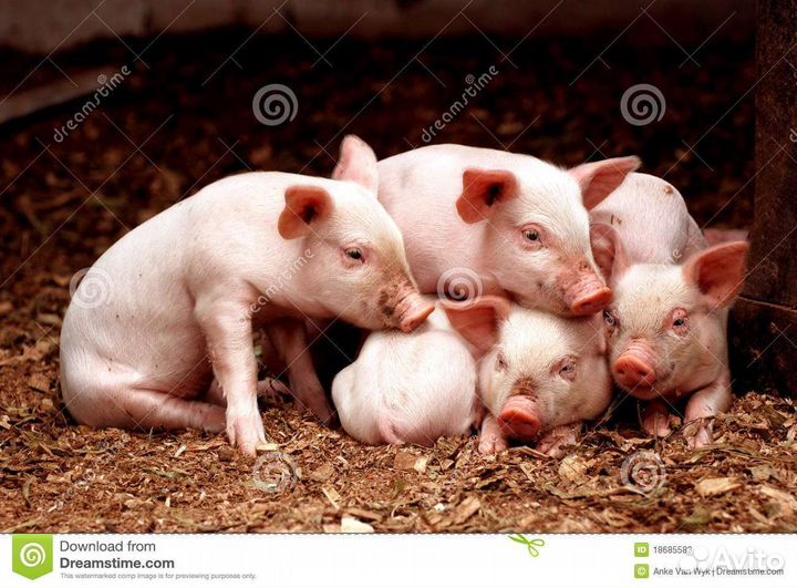 Поросята
